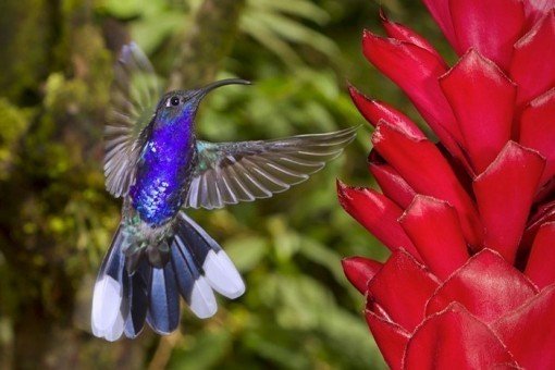 Paarse kolibrie in nevelwoud van Monteverde