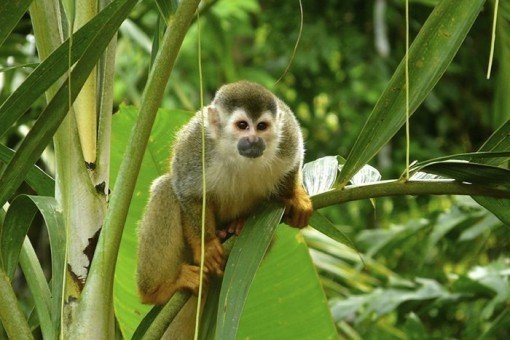 Zie apen in nationaal park Manuel Antonio