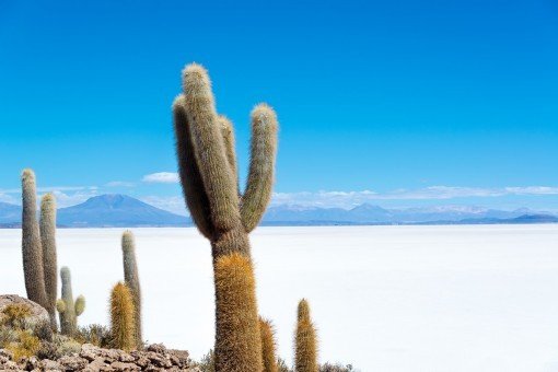 Cactussen bij Salar de Uyuni
