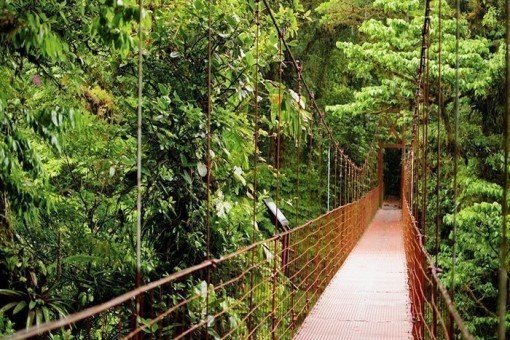 Hangbrug in nevelwoud van Monteverde