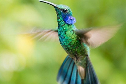 Kolibrie in nevelwoud van Monteverde