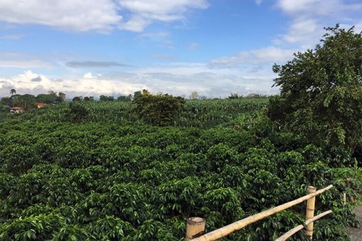 Koffieplantage in Koffieregio van Colombia