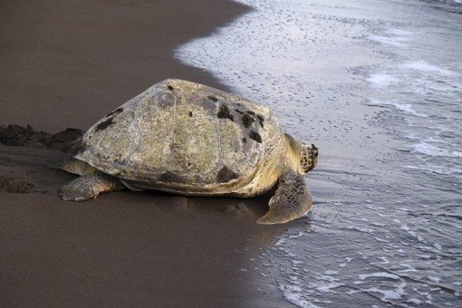 Zie zeeschildpadden in nationaal park Tortuguero