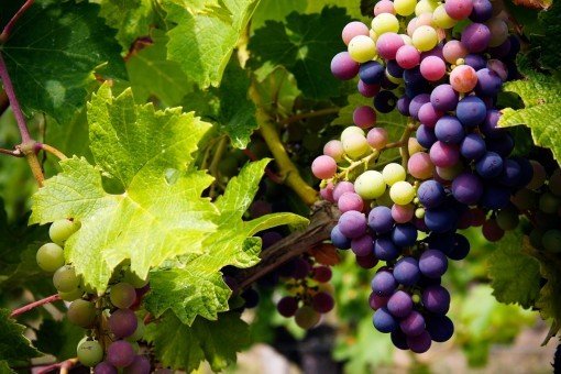 Druiven van de beste wijnstokken