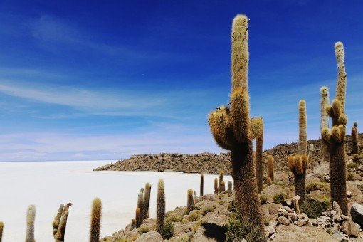 Cactussen bij Uyuni