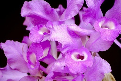 Orchideeën Cattleya skinneri