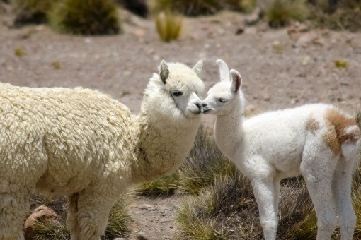 Twee witte alpaca's in Peru