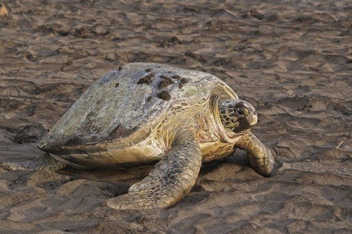 Zie zeeschildpadden eieren in zand leggen in nationaal park Tortuguero